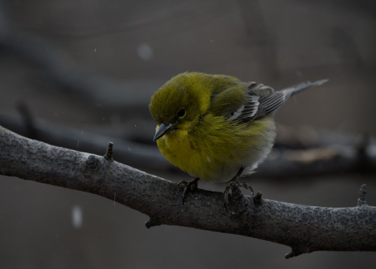 Johnny_200033's tweet photo. #PineWarbler continues today Thursday 02/20/2025 at Evodía Feeders in The Ramble @CentralParkNYC #bircpp https://t.co/b0WQFSUYkK