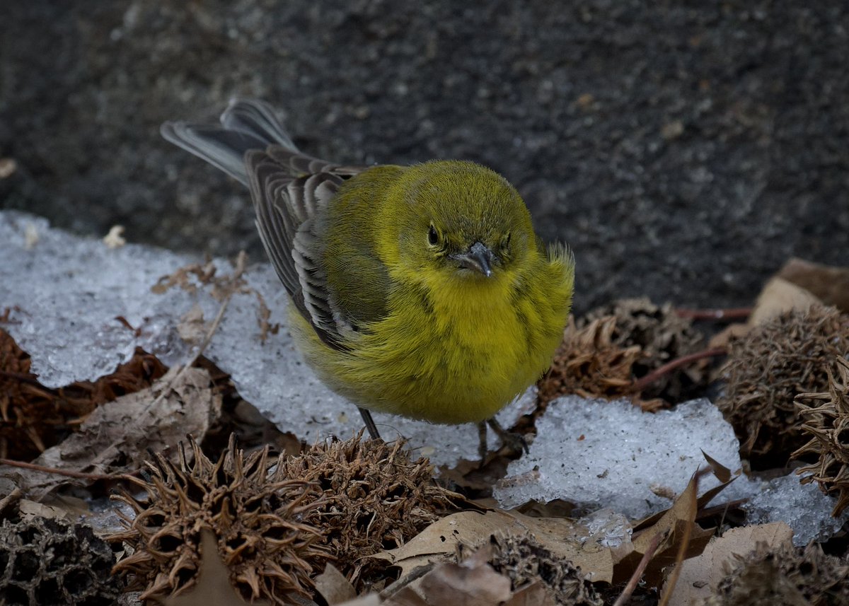 Johnny_200033's tweet photo. #PineWarbler continues today Thursday 02/20/2025 at Evodía Feeders in The Ramble @CentralParkNYC #bircpp https://t.co/b0WQFSUYkK