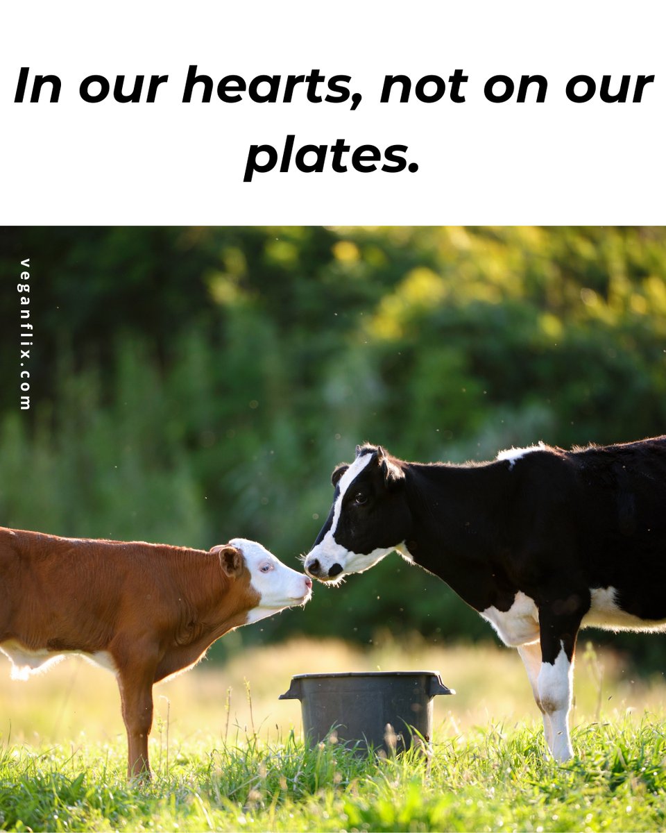 All animals deserve freedom, love, and respect.

#vegan #animalrights #animals