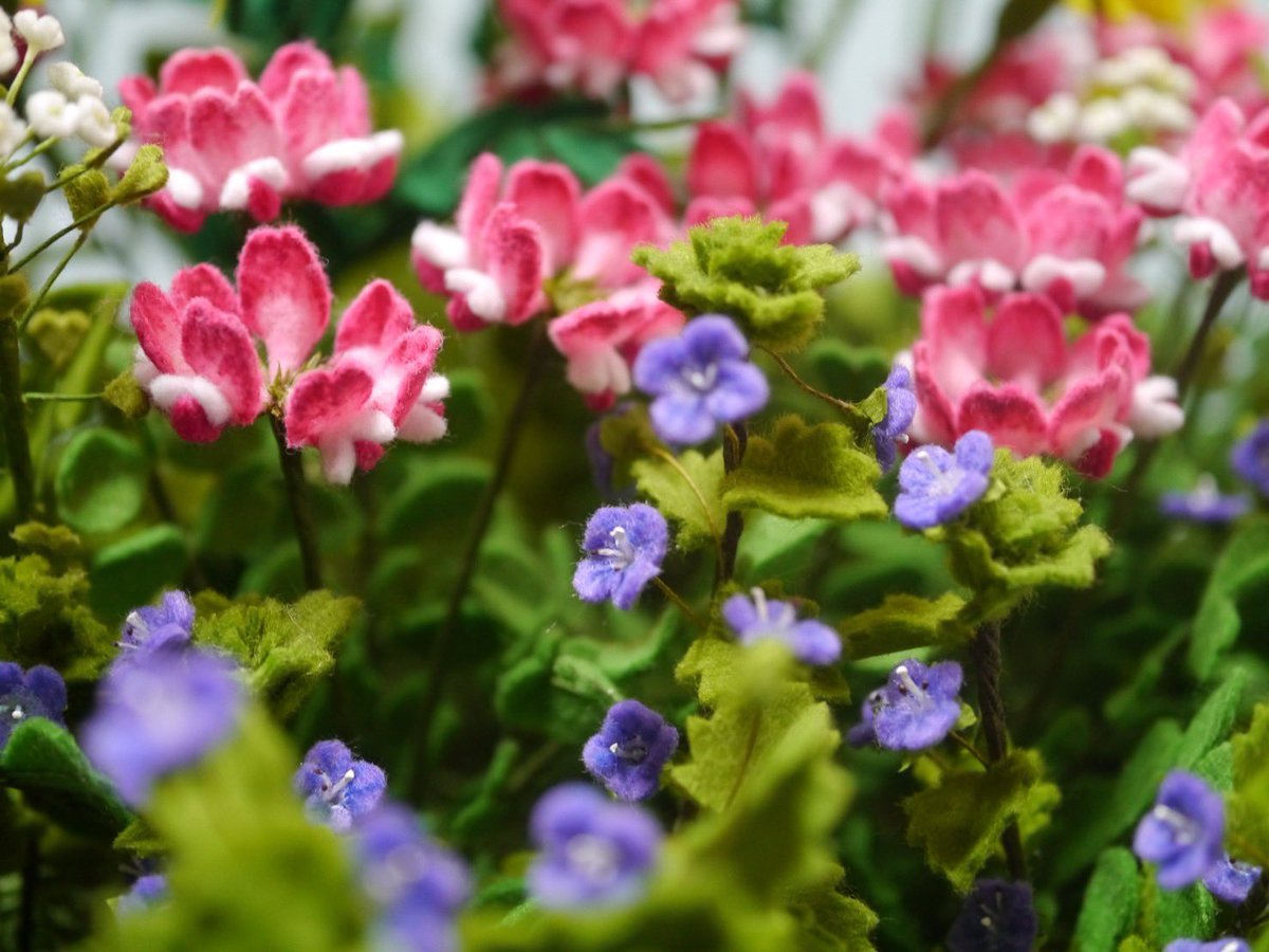 meary_mmg's tweet photo. #魅力のあるピンクを見せてください見た人全員強制

フェルトの花
○れんげ
○矢車菊
○ヒルサキツキミソウ
○コスモス https://t.co/6sK3ktszyH