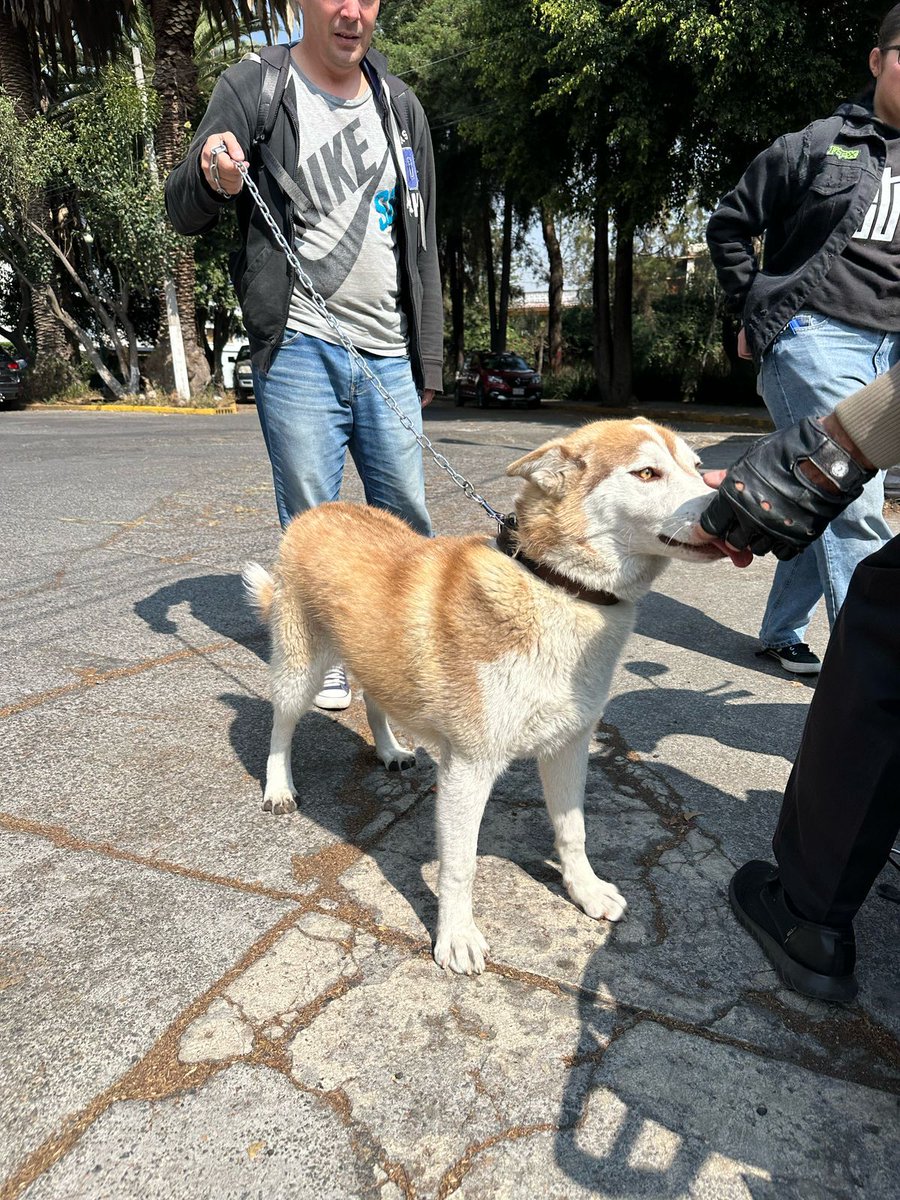 Hay una husky hembra extraviada en la calle de Cristóbal Colón en Echegaray, #Edomex 
La dejaron en el módulo de Policías que da a Encarnación 
Trae collar y una cadena rota de la agarradera
Contactos : 729 642 6464
729 521 2157 ( BAIT)
