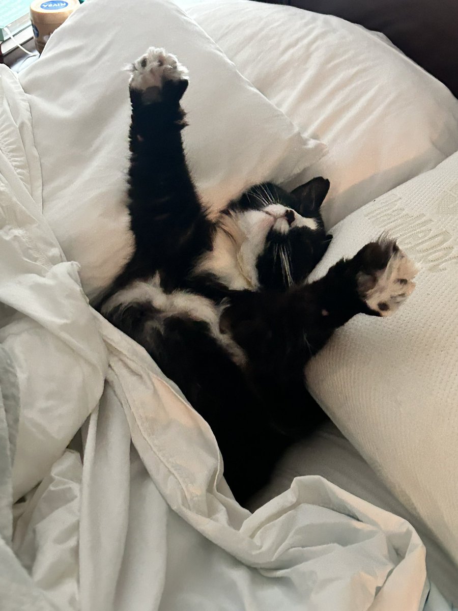 #nationalloveyourpetday Boots J Davis is spoiled and loved everyday!