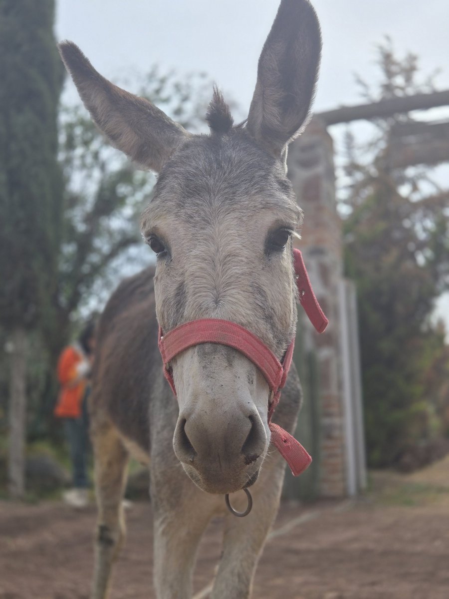 FundacionToby's tweet image. A toda nuestra comunidad!

Les pedimos de la manera más atenta que visiten @Burrolandia_mx, ellos viven de sus visitas y en días no ha ido ni un alma.

Por favor amigos, ellos nos necesitan, ir a verlos es la mejor manera de ayudar.