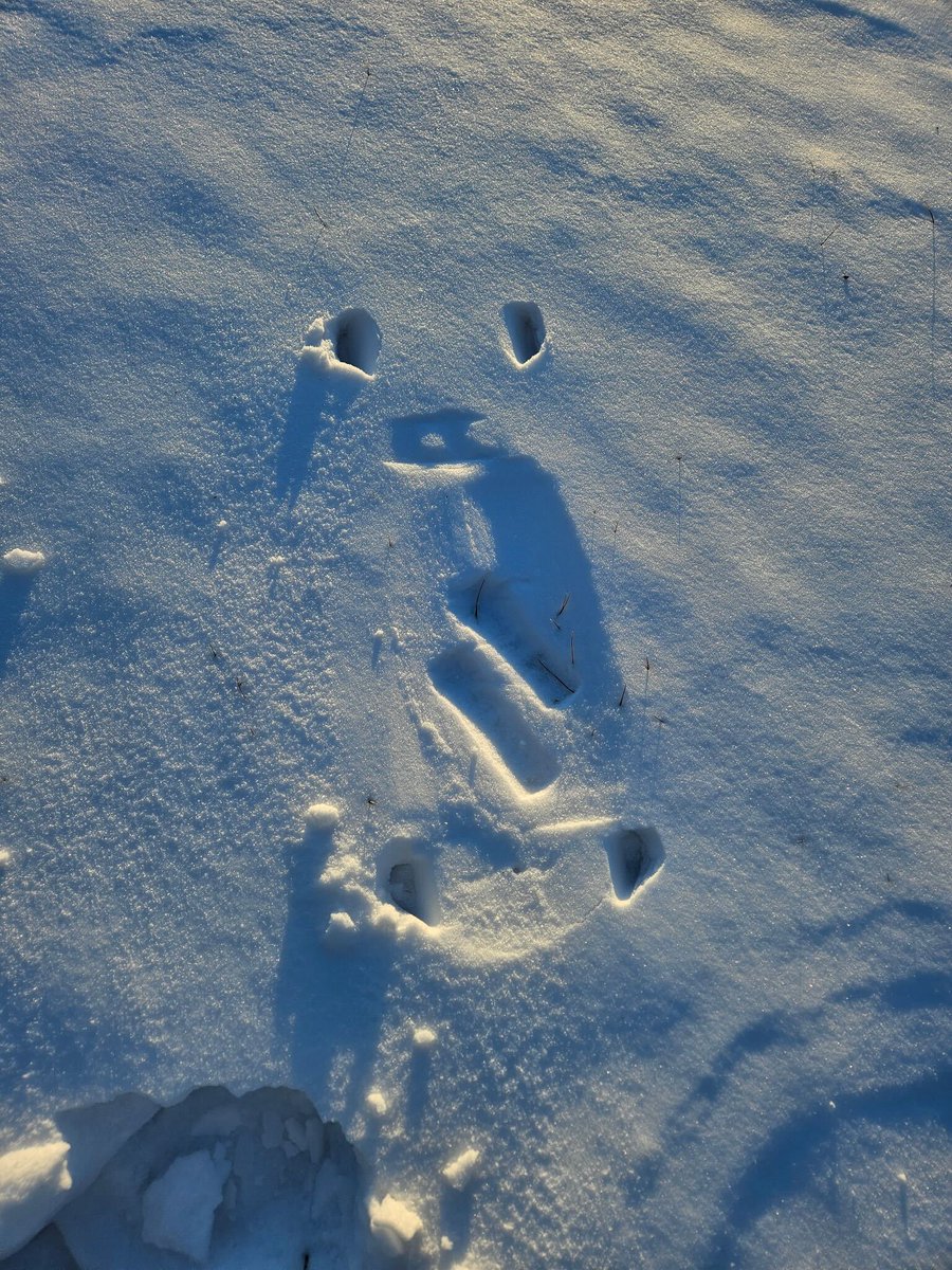 Ryan Oksenhorn tweet media