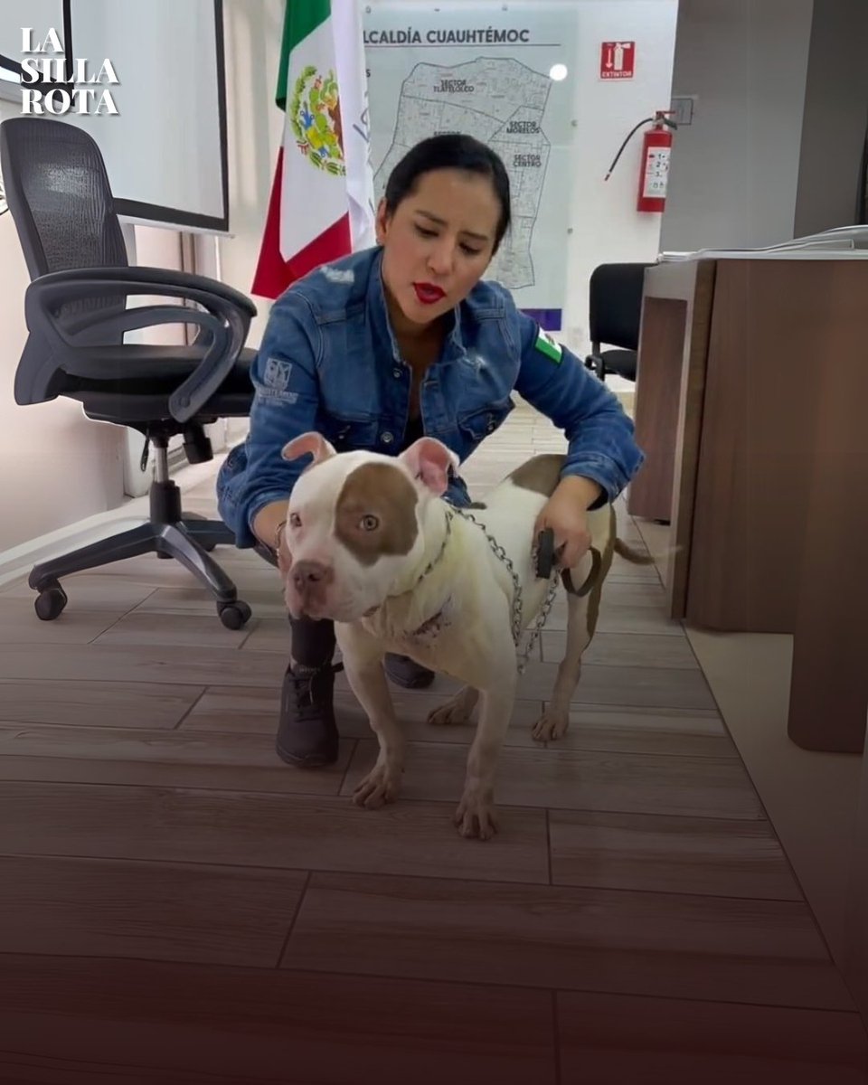 lasillarota's tweet photo. #EspecialesLSR | ¿Se acuerdan de Thor, el perro que @SandraCuevas_  “rescató”? Pues ella tampoco. Aquí te contamos qué pasó con él. 👀👇🧵 https://t.co/U2QbyDnrhD