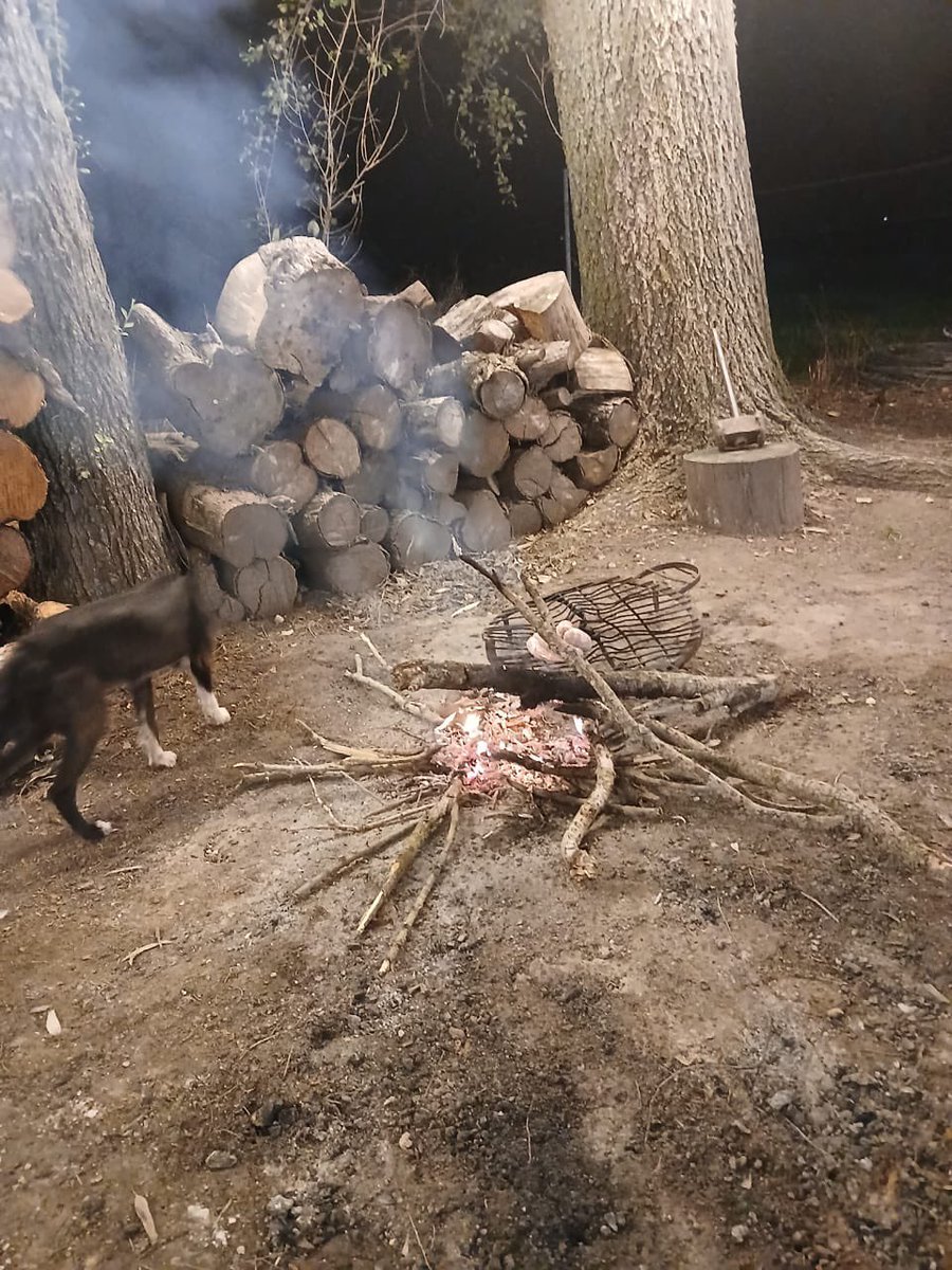 Me mandaron esta foto de mi perrita… le falta cabeza… 😂