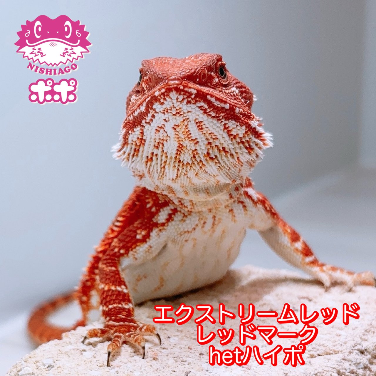 ポポのケージ (@poponocage) / X ポポのケージ (@poponocage) / X