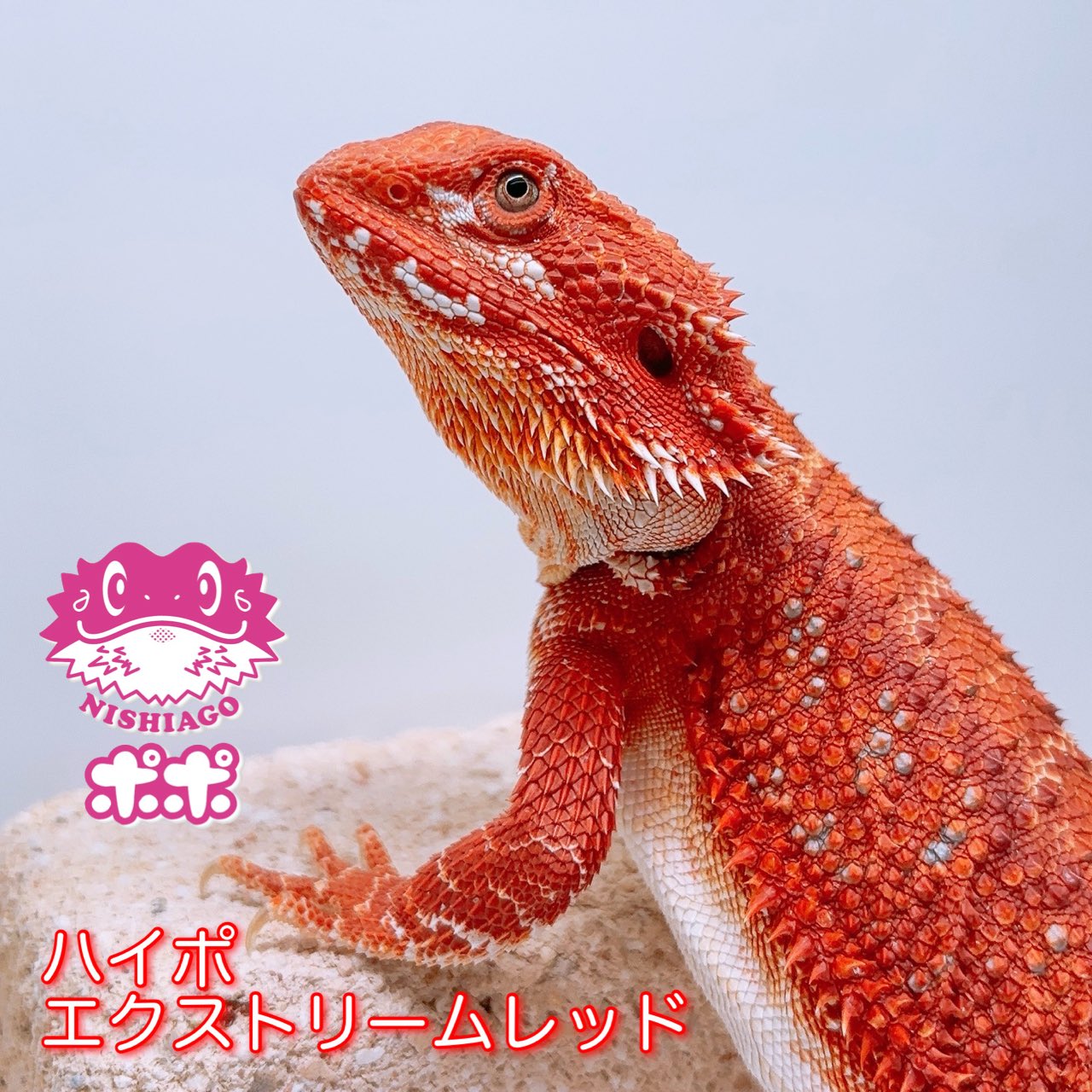 ポポのケージ (@poponocage) / X ポポのケージ (@poponocage) / X