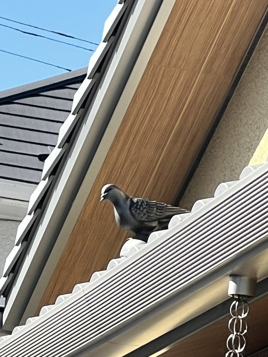 ずっと鳩🐦がいると思ったら置物だった。
１０羽ぐらい置いて目を赤く光らせたいw