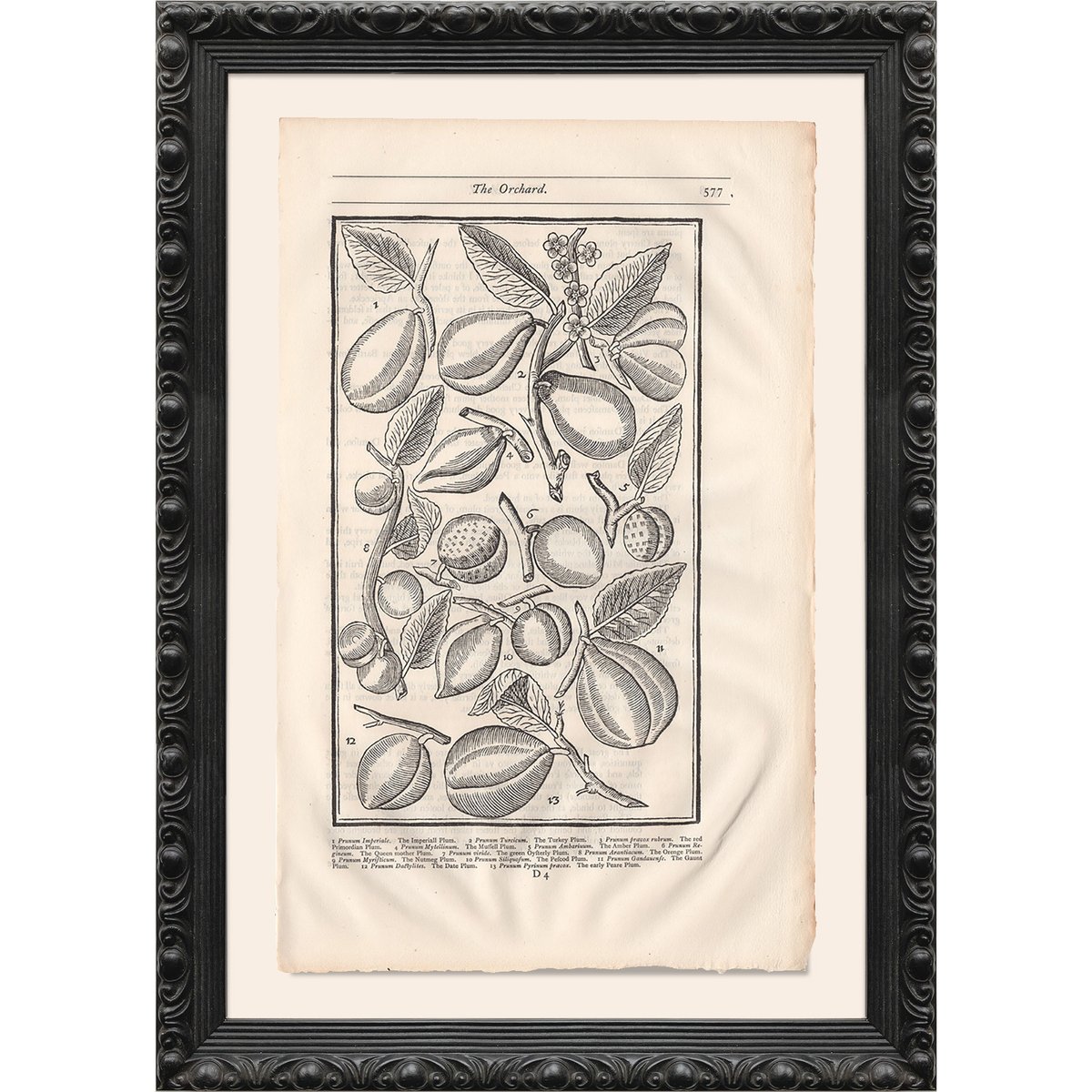 Where botanical history and old-world charm take root. These intricate illustrations from Paradisi in Sole bring the beauty of the 17th-century kitchen garden to life—perfectly framed for a modern space. A celebration of nature, craftsmanship, and the art of growing.