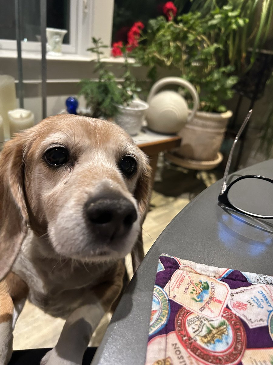 MillietheWB's tweet photo. I am giving M the paw paw and trying to see what is up there for dinner. I am being a naughty beagle tee hee. #freagle #masonbfp #naughtybeagle https://t.co/D22XanjKIK