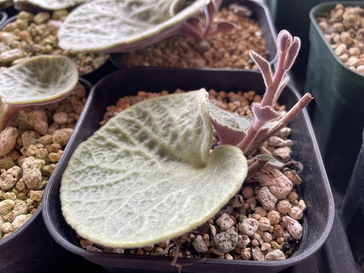 葉が1枚だけの植物なんだぜ！変だろう？