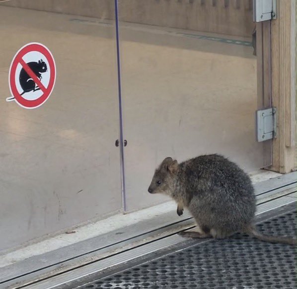 Ive never been tempted to make a fandom twt before but genuinely what if i make a yumeship/fandom account for nucani..would anyone follow 🥺