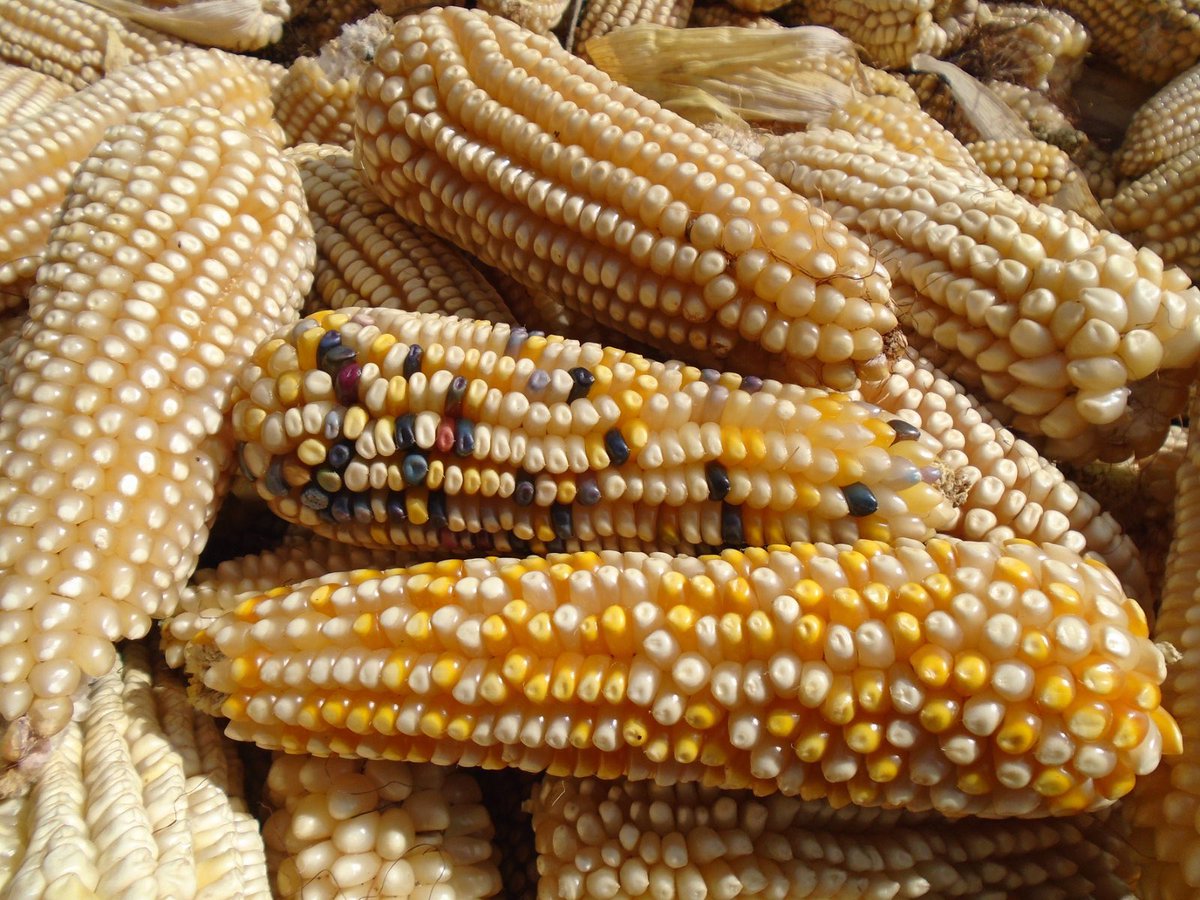 Semillas de Vida 🌽 tweet media