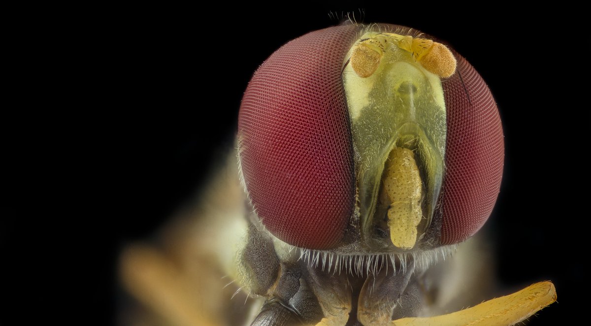 This #fly mostly eye.   I don't know my #flies well, so am not sure if this is actually one of the big-headed flies or something similar with its head mostly made up of its compound eyes.  This critter is small and taken with a 10x microscope objective on a 200mm lens