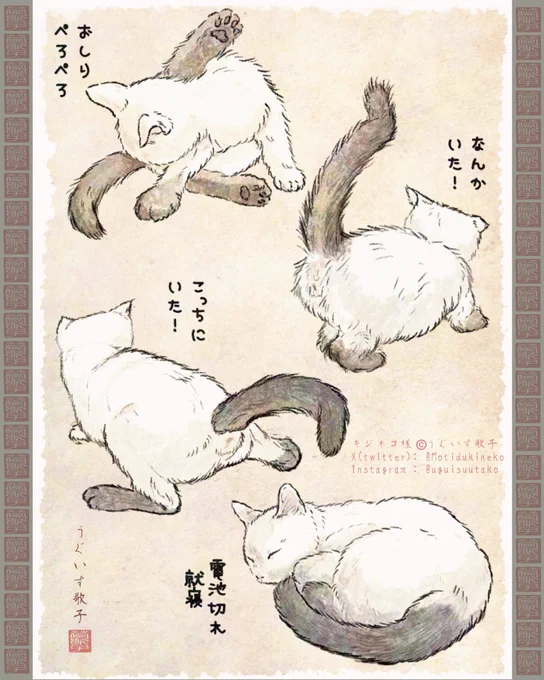靴下子猫。 