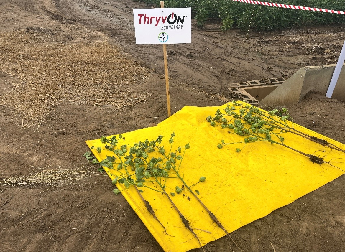 Over 100 growers, agronomists and industry experts gathered yesterday at Locharba Research Station in Narrabri for the Bayer Crop Science Field Day to showcase the latest cotton trait and crop protection innovation, including Bayer’s future cotton trait technology, Thryvon®.