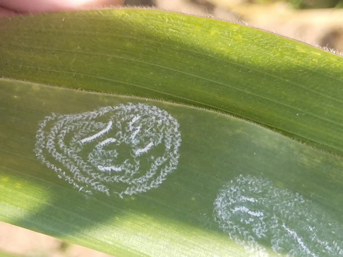 Sudhans10401496's tweet photo. Spiralling Whitefly infestation in #maize.
Whitefly is a sucking pest having wide range of host .Earlier this pest causes serious damage coconut,banana &amp; other fruits crops. In this picture clear patterns of egg laying by Whitefly.
#invasivepest @alabamaED @UCDavisEntomolo https://t.co/jmujENyA5A