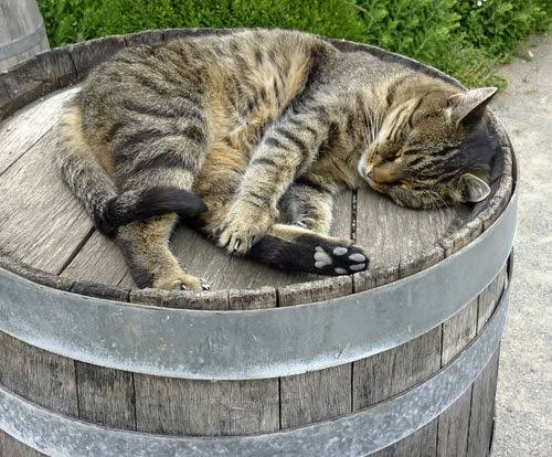 こんにちは、京都みやこ蒸溜所です。

2月22日は猫の日ですね。
猫とウイスキーの関係は古く、原料の麦芽を荒らす害獣から守るために飼育。
これらの猫はウイスキーキャットと呼ばれ大切にされました。