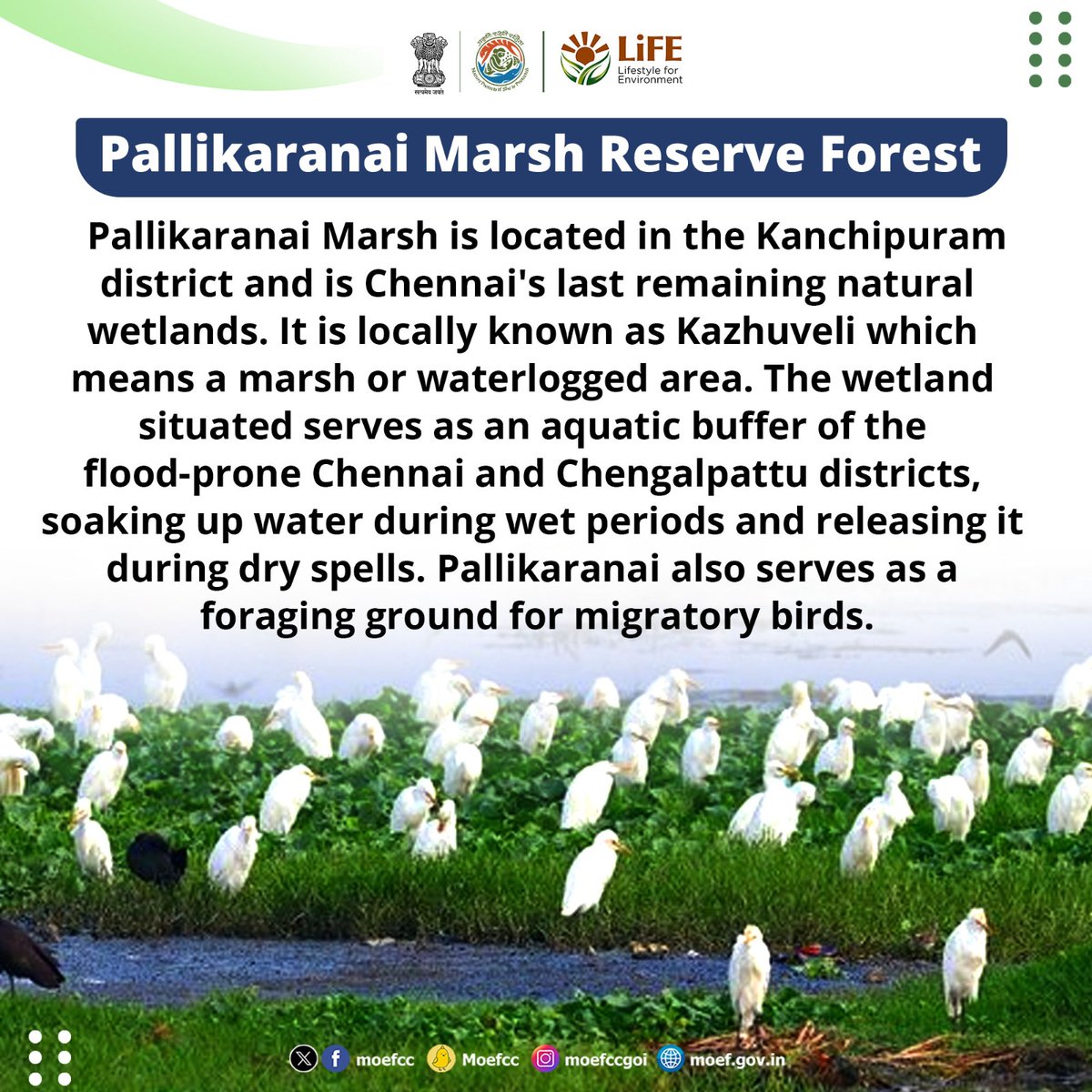 #ChooseLiFE #MissionLiFE <a href="/moefcc/">MoEF&CC</a> 
Pallikaranai Marsh Reserve Forest