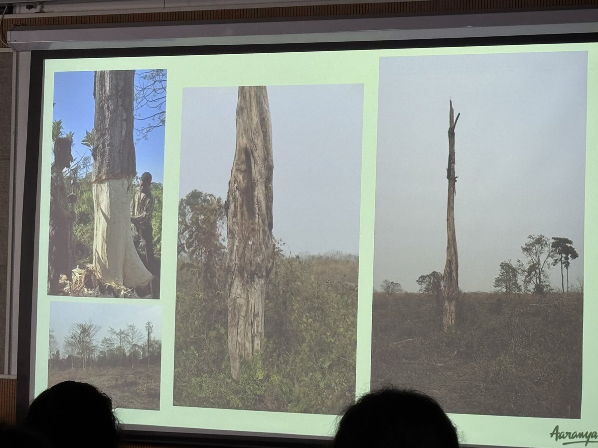 <a href="/atree_org/">ATREE</a> <a href="/sahanaghosh8/">Sahana Ghosh</a> <a href="/MongabayIndia/">Mongabay India</a> How were grasslands successfully restored in Manas Wildlife Sanctuary? <a href="/LahkarBibhuti/">Bibhuti Prasad Lahkar</a> traces the journey of <a href="/aaranyak/">Aaranyak</a> in controlling the invasion of plants. Manual uprooting of Chromolaena, girdling of Bombax ceiba, working with local villagers &amp; building partnerships. #ifib2025