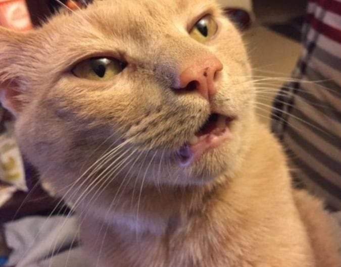 Watu hawaelewi dark humour wakiona hizo memes za kifo ya chebukati.