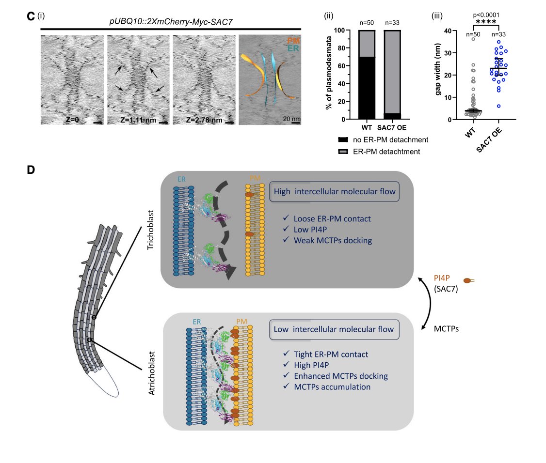 Yvon Jaillais (@yvonjaillais) on Twitter photo Our new collaborative paper with <a href="/EmmanuelleBayer/">Emmanuelle Bayer</a> and her dream team is out: Regulation of plasmodesmata flow by the membrane lipid PI4P and ER/PM tether MCTP
cell.com/cell/fulltext/… Our new collaborative paper with <a href="/EmmanuelleBayer/">Emmanuelle Bayer</a> and her dream team is out: Regulation of plasmodesmata flow by the membrane lipid PI4P and ER/PM tether MCTP
cell.com/cell/fulltext/…