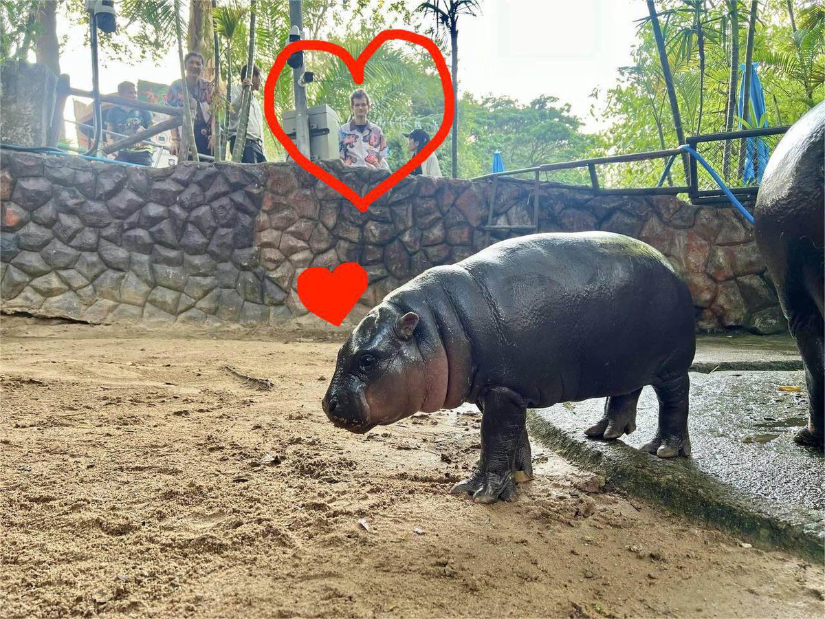 Clutch_DEX's tweet photo. #VitalikButerin
@ethmoodengfan @Khaokheowzoo
我非常看好以太河马🦛，大胆的买入，加入我们一起建设！
#Moodeng（erc20）
CA：
0x28561b8a2360f463011c16b6cc0b0cbef8dbbcad

资金是流动的，热点是轮动的！
我们必须承认sol链是本轮大周期最具备爆发力，流量最大的一条链，去年是，现在是，在eth gas问题没解决之前大概率2025年还是！
不过热点是轮动的，sol经历了总统发币pvp之后，许多资金很明显从sol链回流到eth链上了。人们pvp后又开始倾向于eth链的社区币！
我惊叹sol链的快速造富效应，3亿市值的币只需要3小时，我也挺害怕sol链的pvp，3亿市值的币跌回1万市值只需要3分钟！（当然sol链也有社区币，也有共识币比如Popcat之类的）
我依旧喜欢eth链的社区坚韧不拔，实实在在做事。在eth链上只要合约是安全的，LP是被销毁了的！任何一个币就算跌归零了，或许它会在一个月后，半年后，一年后，甚至两年，三年后突然就起来了！这并不是不可能，尤其是musk板块
当然我也苦恼eth不争气，耽误了很多优秀的社区优质的ip
不管大家看好哪条链，其实sol链，eth链都不错，一个倾向于流量大，爆发强；一个倾向于社区运营，稳而持久。
倘若你想在eth链上布局抄底优质资产，
Moodeng（erc20）
CA：
0x28561b8a2360f463011c16b6cc0b0cbef8dbbcad
你一定要持有，V神也是一个普通人，他94年的才31岁，每天也是在互联网上活跃。他不可能平白无故去收养moodeng，他深刻知道他收养moodeng对于MoodengETH这个币意味着什么了！我们在未来的某一天大概率会看到Moodeng成为ERC20链的一个meme金标
就像我们之前一提到SOL想到的就是WIF
那么未来我们一提到eth想到的可能就是
Moodeng！或许它市值没有Shib，pepe高，但是它的文化和持有它的意义是与前两者绝对不一样的！
朋友们，如果你看到了这篇文字
或许你会嗤之以鼻，没关系。meme太多坑了，我支持你排斥meme
或许你会欣喜若狂，因为你认为自己发现了暴富的密码。那就勇敢的买入，我们不要all in，分批建仓，拉低成本，再加入我们一起来共识，一起来建设，一起来创作！