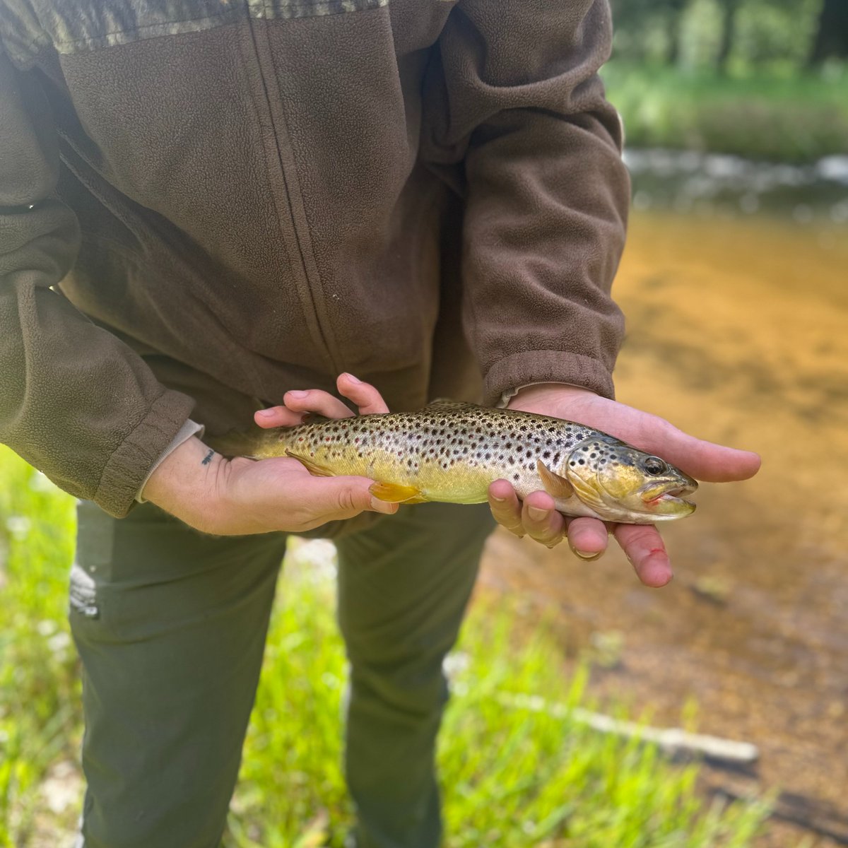 GLPrimitive's tweet photo. A true multi-species day on the water - couldn't ask for anything better! @MeppsSpinners Rooster Tail saved the day! 😎

Photos from June 2, 2024 https://t.co/3i6Di6jBFS