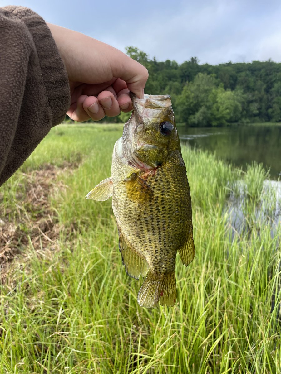 GLPrimitive's tweet photo. A true multi-species day on the water - couldn't ask for anything better! @MeppsSpinners Rooster Tail saved the day! 😎

Photos from June 2, 2024 https://t.co/3i6Di6jBFS