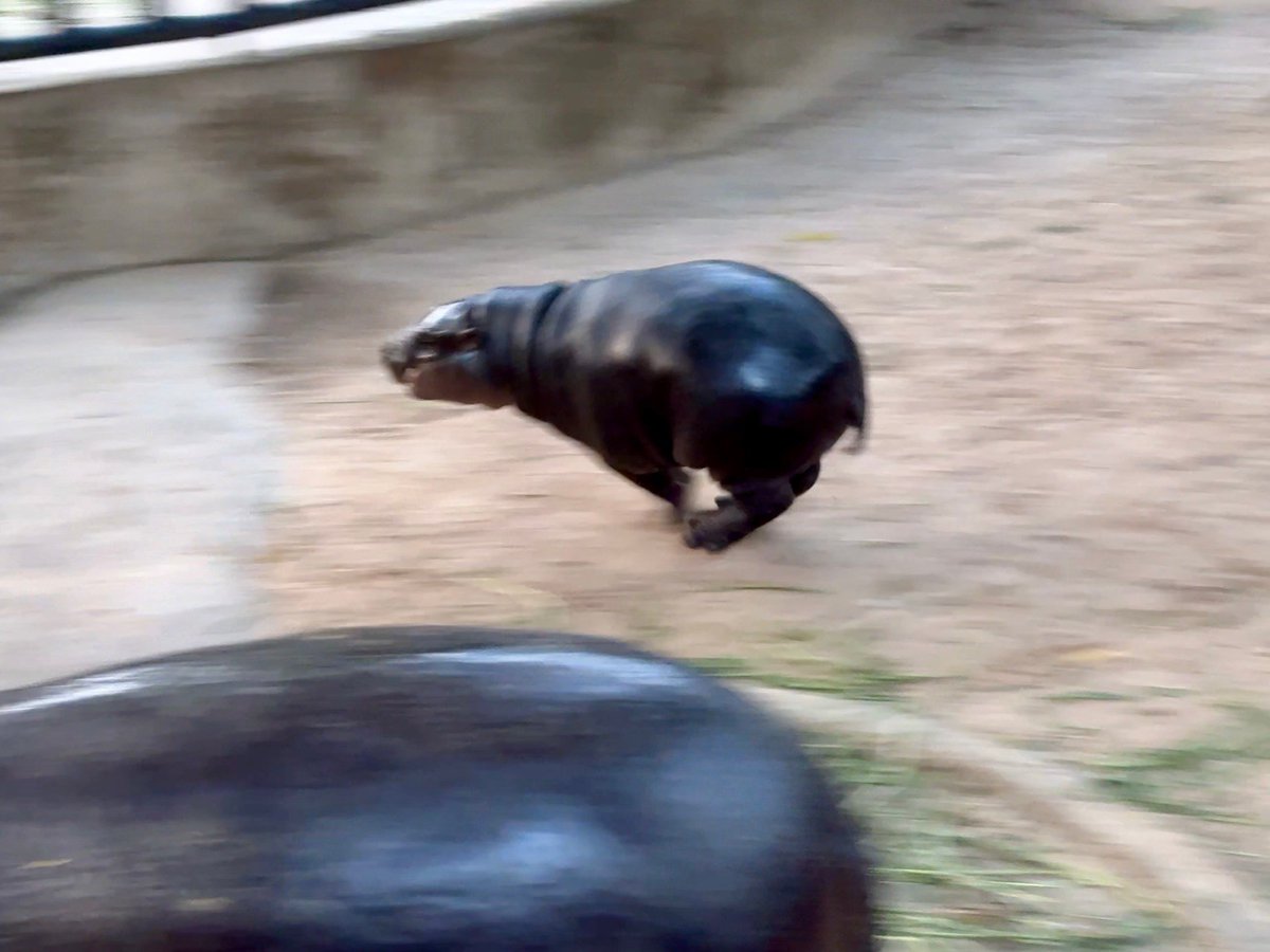 สวนสัตว์เปิดเขาเขียว Khao Kheow Open Zoo tweet media