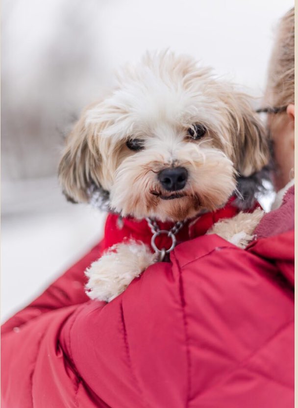 Check out 'Romy' on Pound Dog Rescue website pounddog.ca/project/romy/