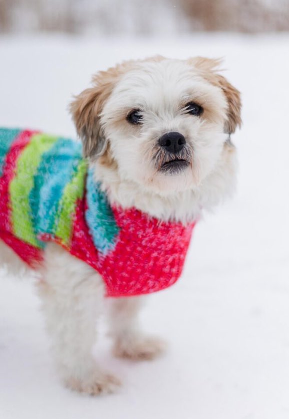 Check out 'Jane' on Pound Dog Rescue website pounddog.ca/project/jane/