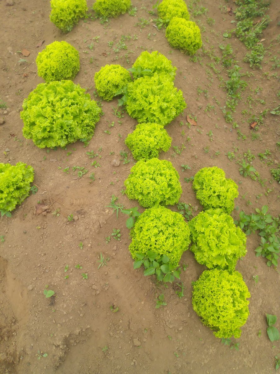 UMUHOZAFideline's tweet photo. This vegetable is commonly known as lettuce. It is widely used in salads, sandwiches, and other fresh dishes.

In different local languages, it may have various names. What do you call it in your village? Let’s discuss!

#Fidelinefarmer https://t.co/B79WMMJwn1