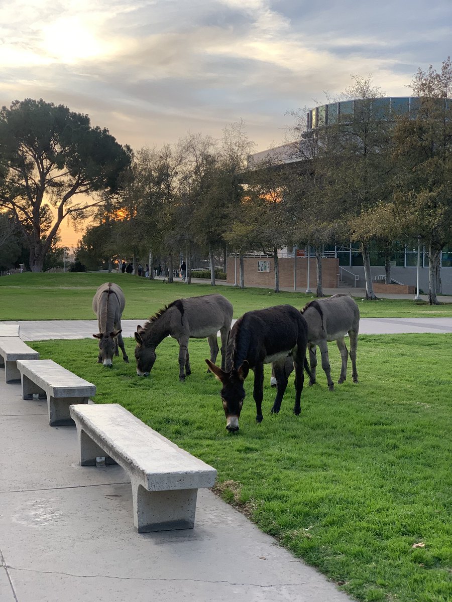 Wild donkeys <a href="/UCRiverside/">UC Riverside</a>