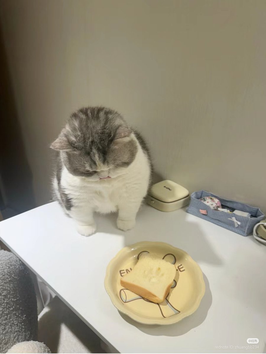 nocontextscats's tweet image. 