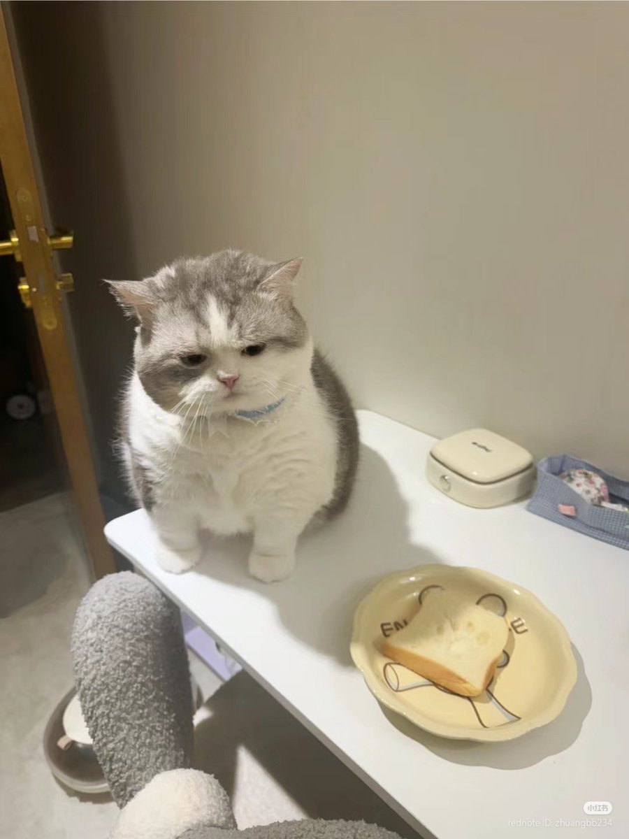 nocontextscats's tweet image. 