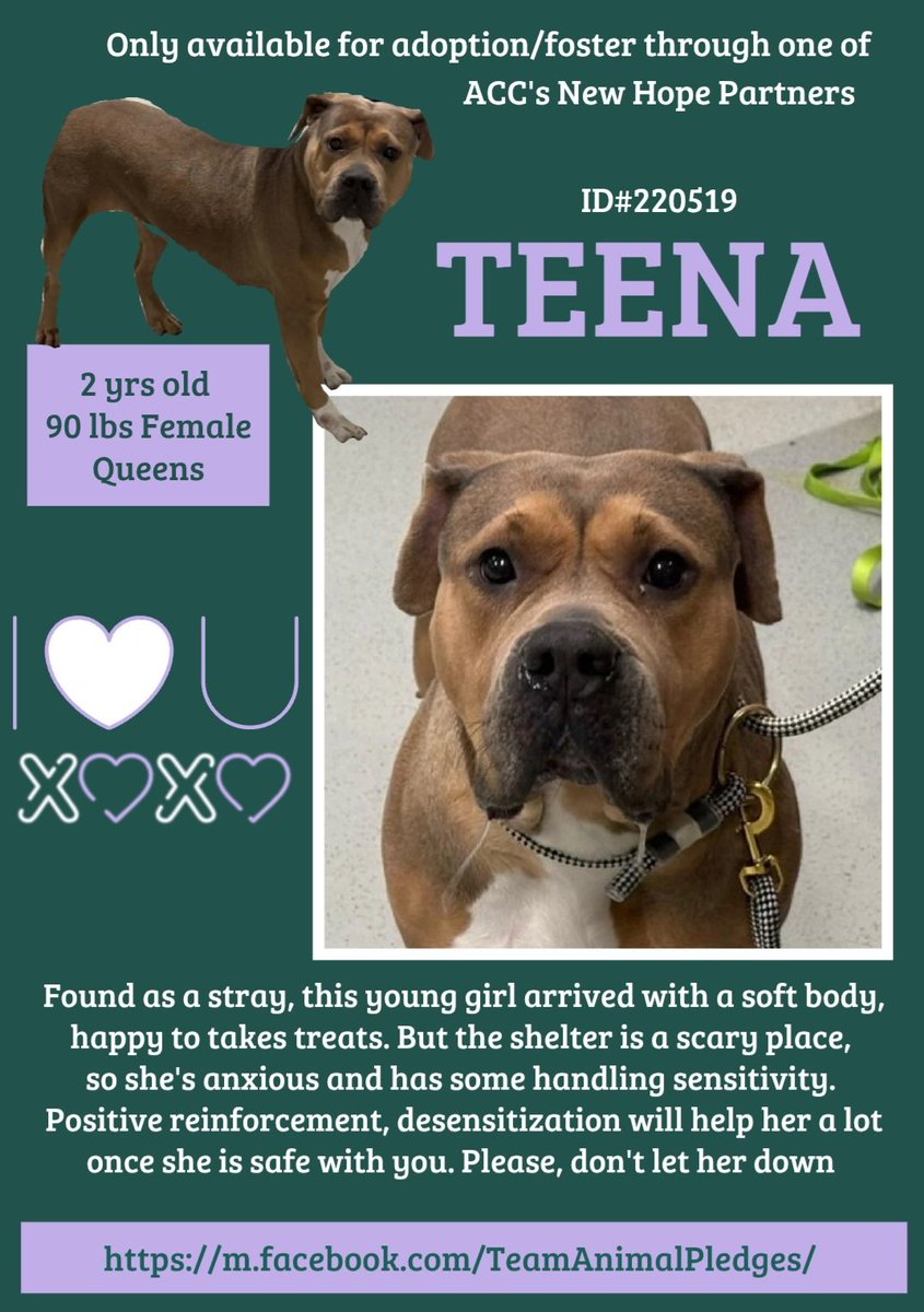 TEENA, age 2💜 #BeautifulGirl #RescueOnly 
She was more relaxed at first than she is a week later. (Who wouldn't be stressed by the chaos? Tells me she's an intelligent dog.)
nycacc.app/#/browse/220519
Who knows what she's been thru; she needs an experienced #foster.  #Pledge4Rescue