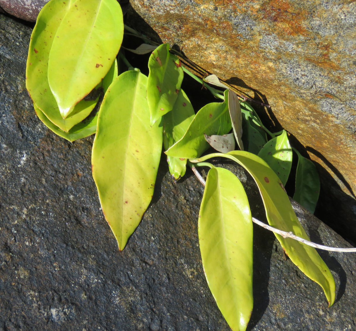 StuartWilliams_'s tweet photo. Austrobaileya scandens, a rare vine from rainforests in north-east Queensland. It is the only species in the genus #Austrobaileya and the family #Austrobaileyaceae
#DandenongRangesBG #AustralianCloudForestCollection #ozplants https://t.co/0wDyry07jk