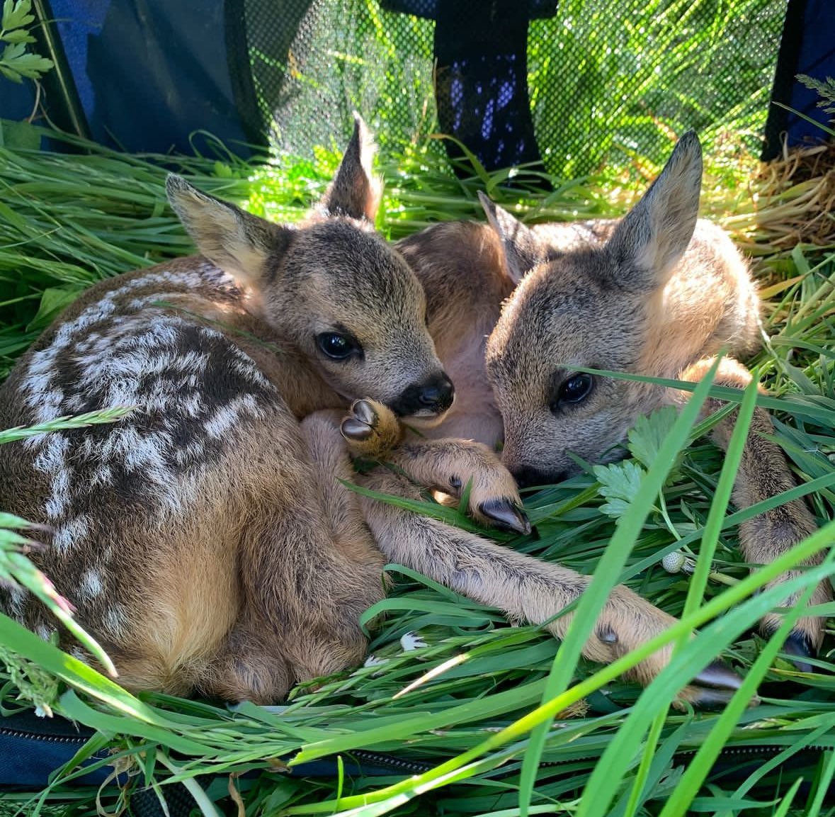 Cocchi 🔜TFF (@cocchideer) on Twitter photo 