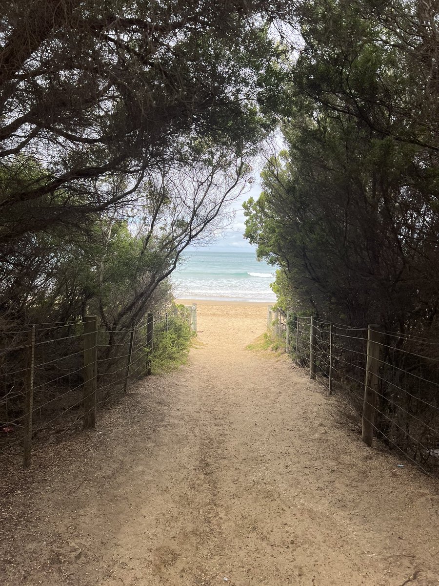 ConnorAScott's tweet image. Feeling very grateful to receive an early career development and ECR oral presentation award at Lorne I&I @The_VIIN An amazing few days in Lorne learning about all types of pathogens and host responses. Great science at a stunning location!