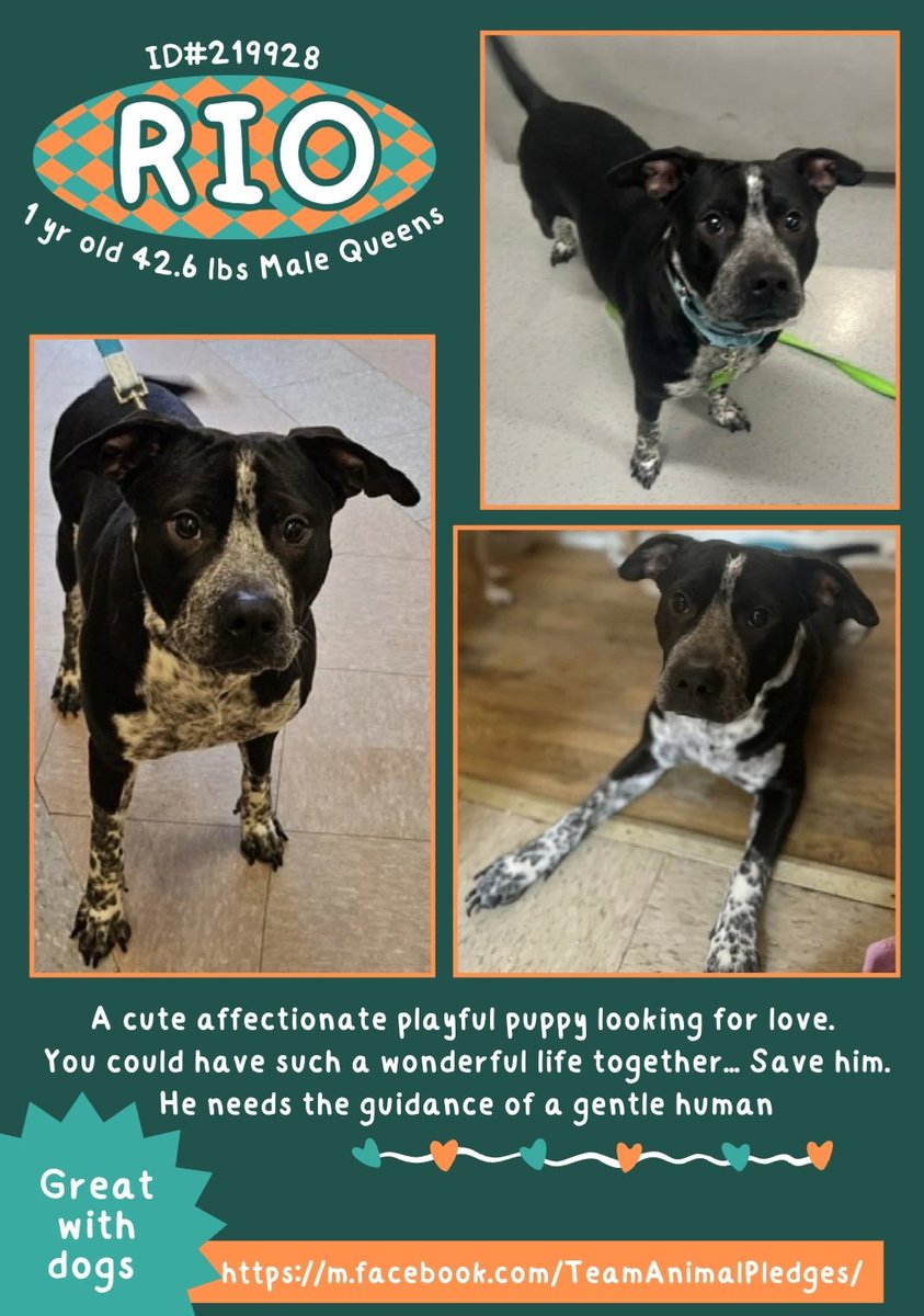 RIO, age ~1 #OreoCookieIceCream❤️
Beautiful baby eager for a #BFF or #ForeverFamily to join. He's a #puppy, so:
#GoSlow
#Routine
#Training: positive, patient, consistent, continuous  
#LotsOfDailyExercise
#BrainWorkActivities
nycacc.app/#/browse/219928
#Adopt #Foster #Pledge4Rescue