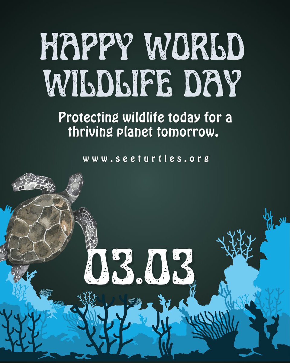 seaturtleweek's tweet photo. On March 3, we join the global community in celebrating World Wildlife Day — a day to raise awareness about endangered species and the urgent need for conservation efforts. 

At SEE Turtles, we are committed to protecting endangered sea turtles and their habitats. https://t.co/EIVrnfdBBz