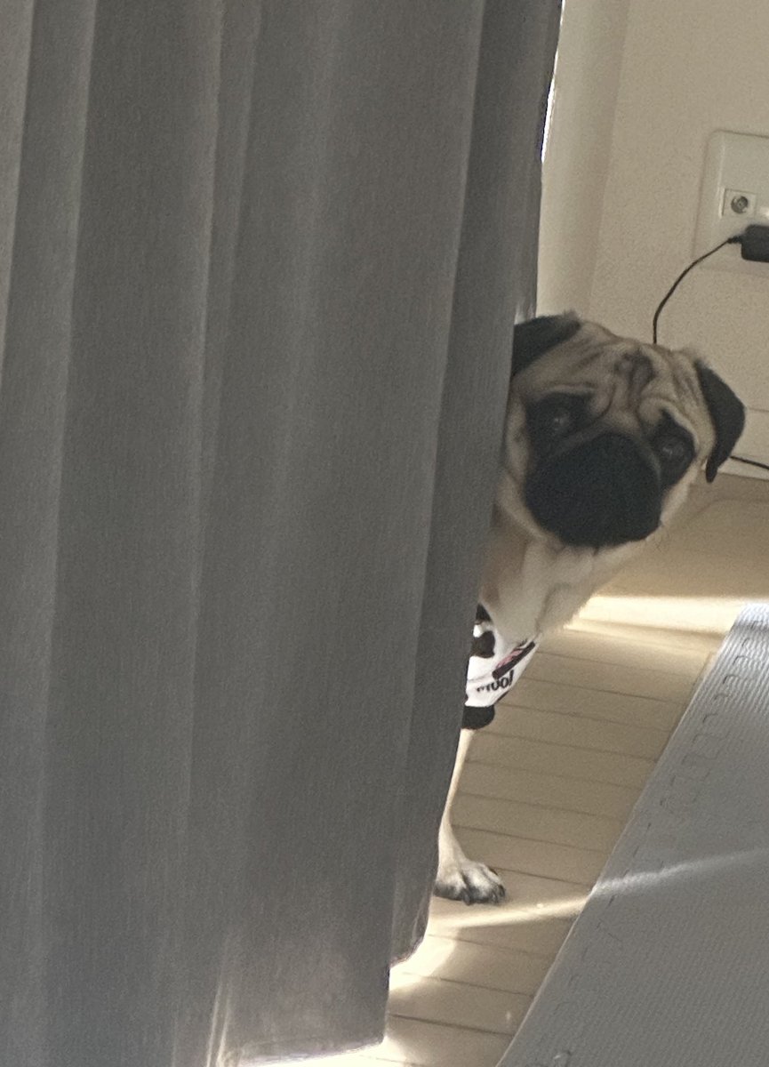 パグ犬🐶金太郎 (@kotakin04190316) on Twitter photo 