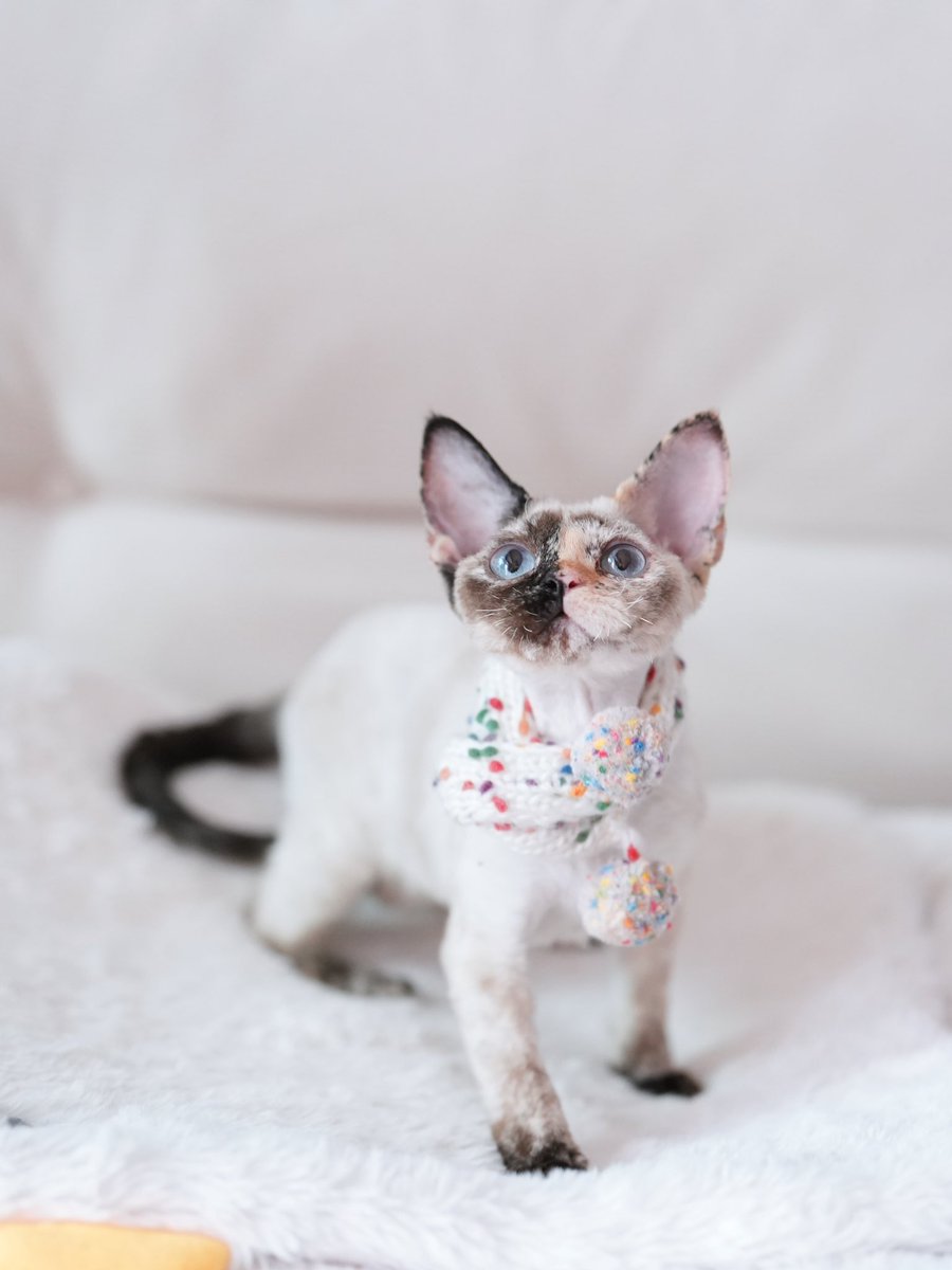 ZouZhou1112's tweet image. This Devon Rex cat girl has a one - of - a - kind color and a beautiful face in the world😍

This is what I think. What about you?😬#DRX #devonrex #devonrexcat #devonrexkitten