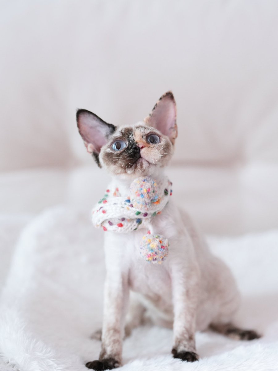 ZouZhou1112's tweet image. This Devon Rex cat girl has a one - of - a - kind color and a beautiful face in the world😍

This is what I think. What about you?😬#DRX #devonrex #devonrexcat #devonrexkitten