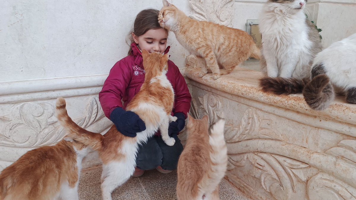 Syrian Cats tweet media