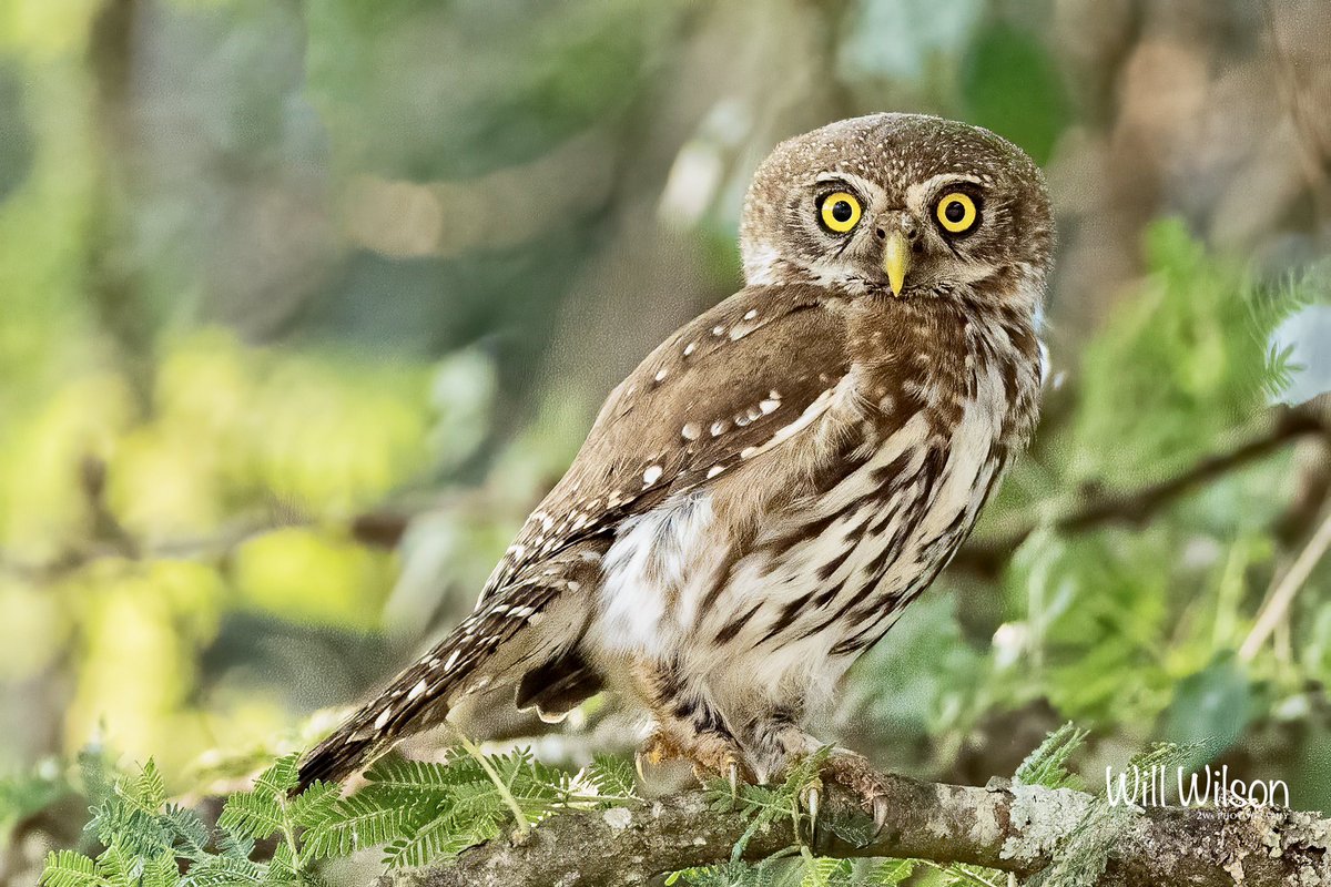A rather focused Pearl-spotted Owlet…

📍Akagera National Park, Rwanda.

#Birds #Rwanda #VisitRwanda