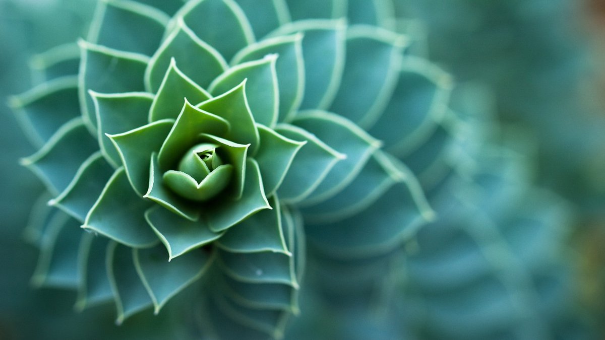 The beauty of geometry in nature.😲