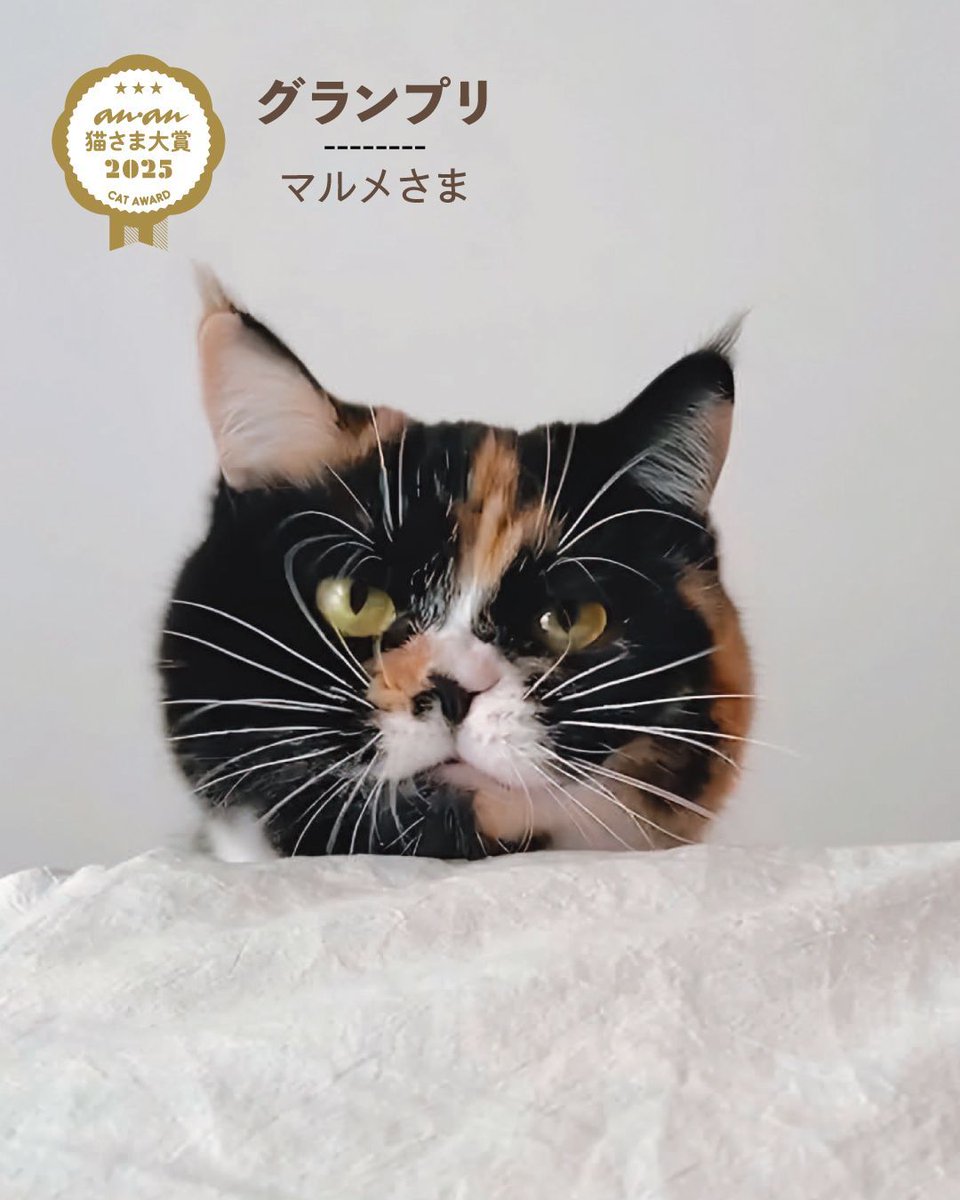 😼 「猫さま大賞2025」発表 ‼️ 今回の応募総数は約1万。かわいい